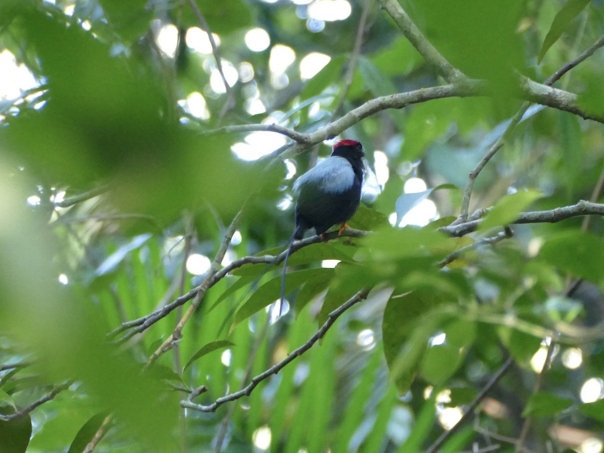 Long-tailed Manakin - ML652668698