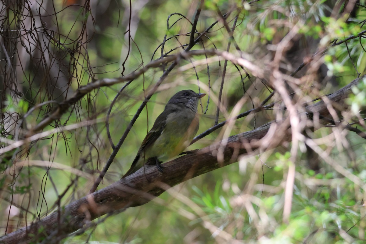 Golden Whistler - ML652668757