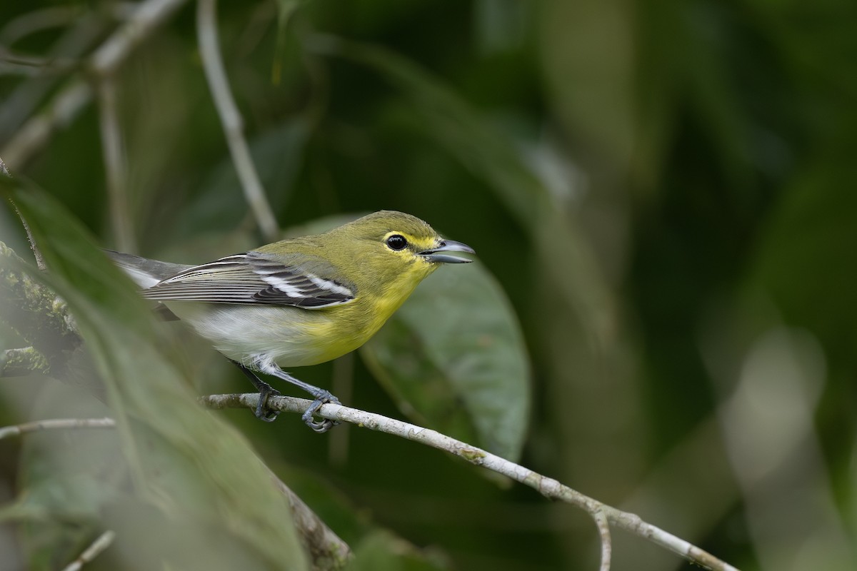 zelenáček žlutoprsý - ML652668761