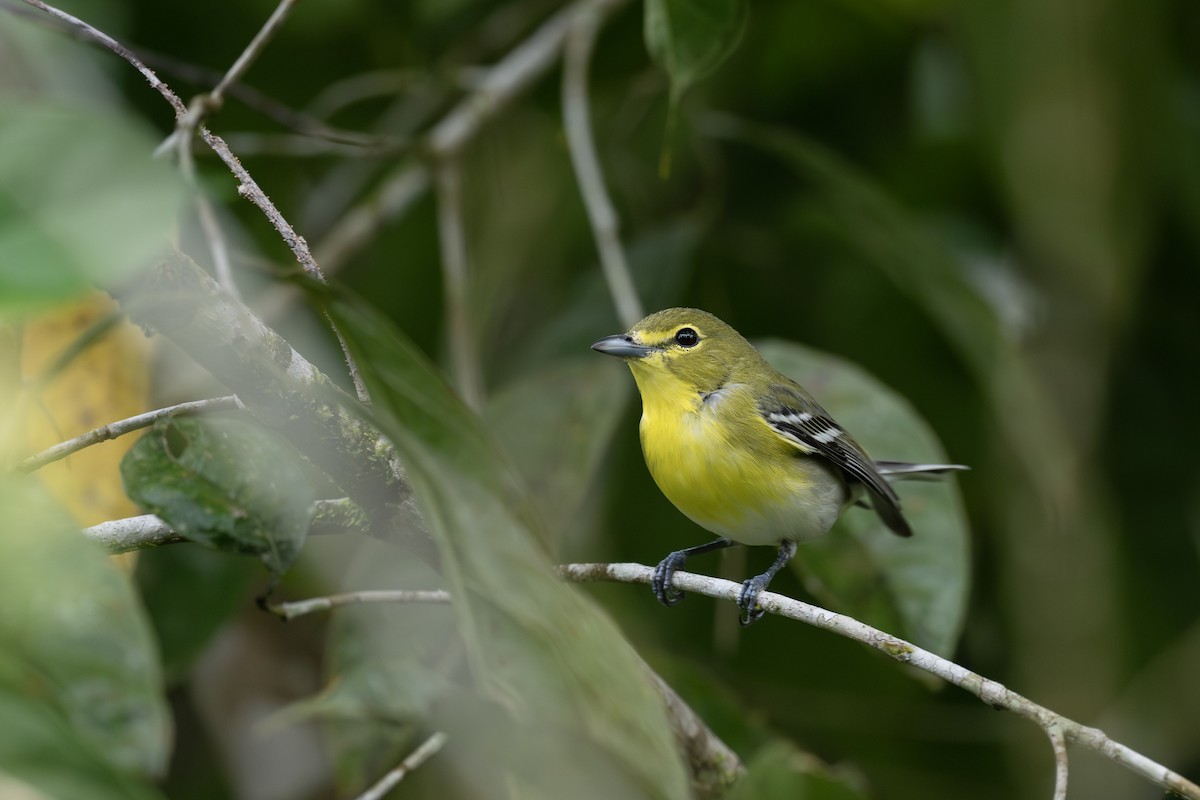 zelenáček žlutoprsý - ML652668762