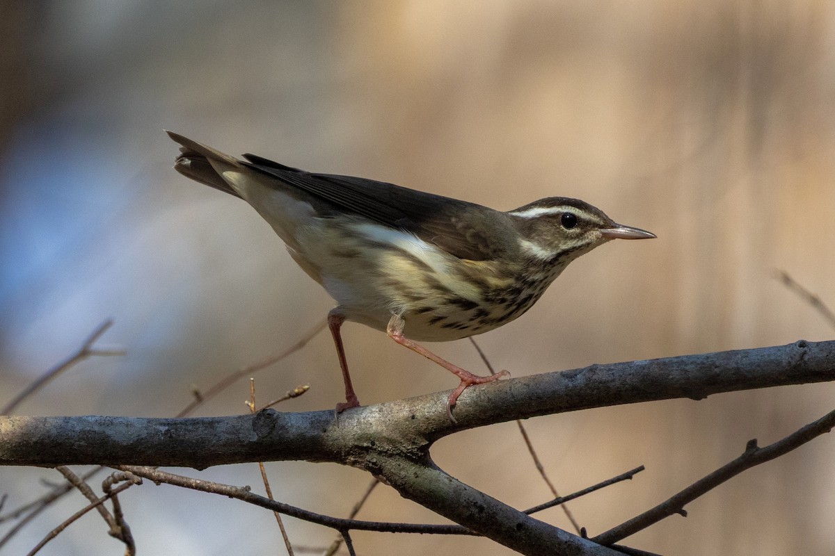 ミナミミズツグミ - ML652668823