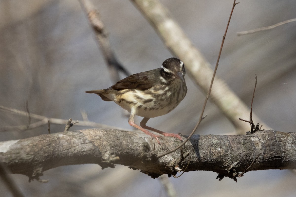 ミナミミズツグミ - ML652668824