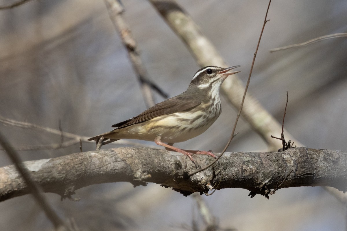 ミナミミズツグミ - ML652668825