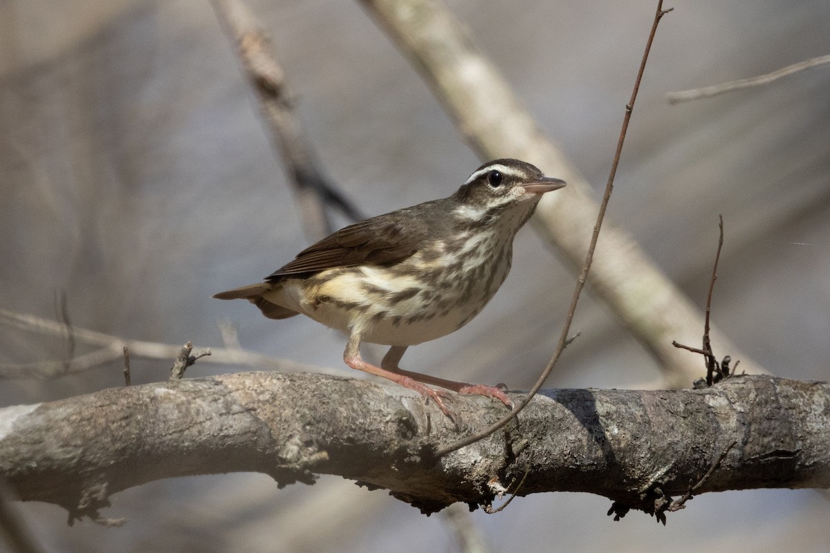 ミナミミズツグミ - ML652668826
