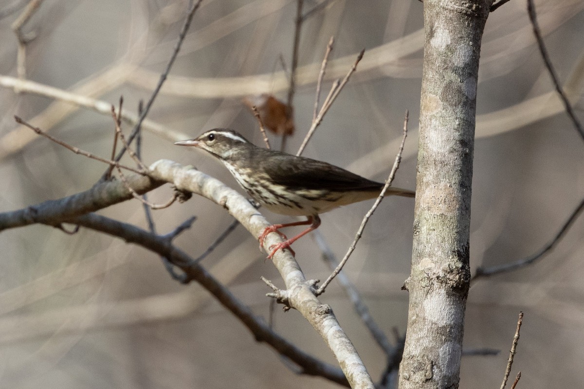 ミナミミズツグミ - ML652668827