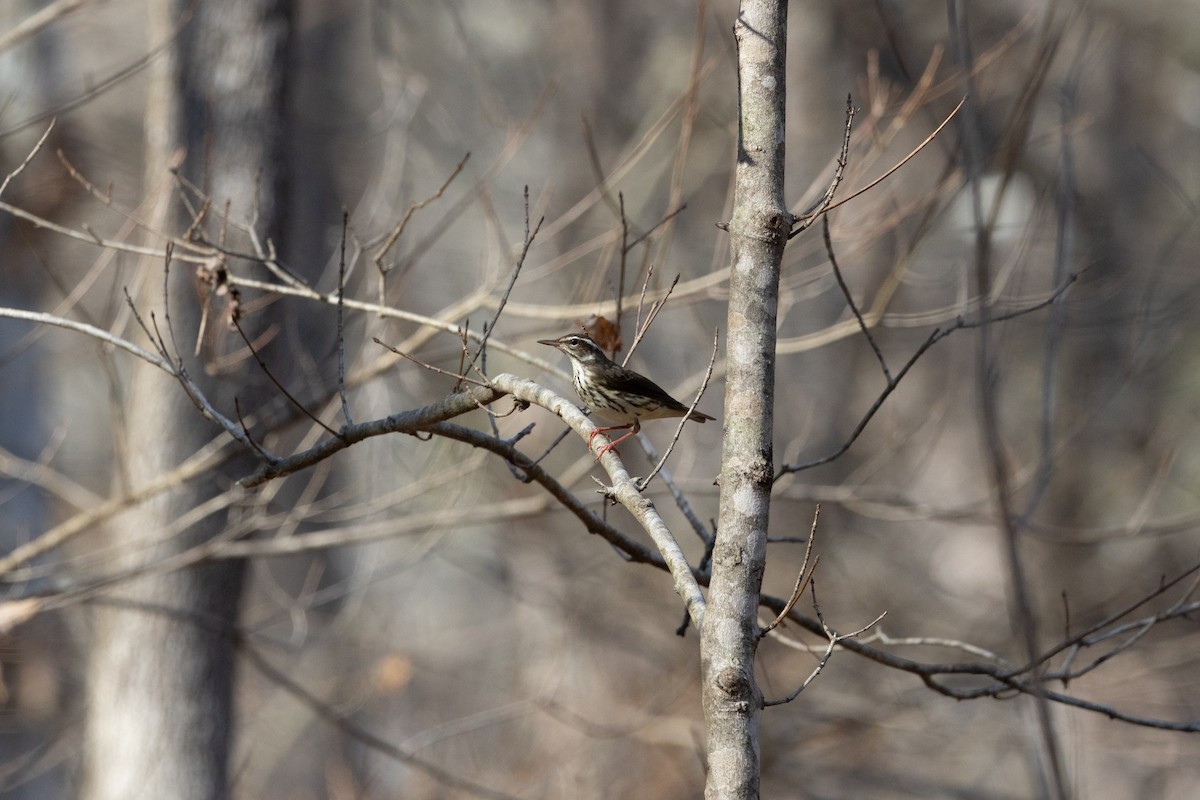 ミナミミズツグミ - ML652668828