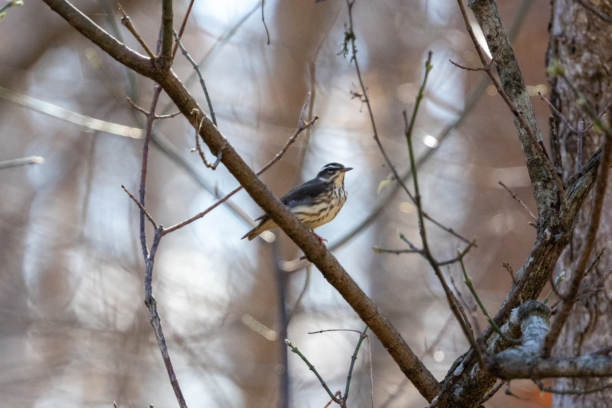 ミナミミズツグミ - ML652668829