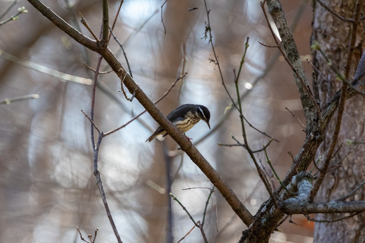 ミナミミズツグミ - ML652668834