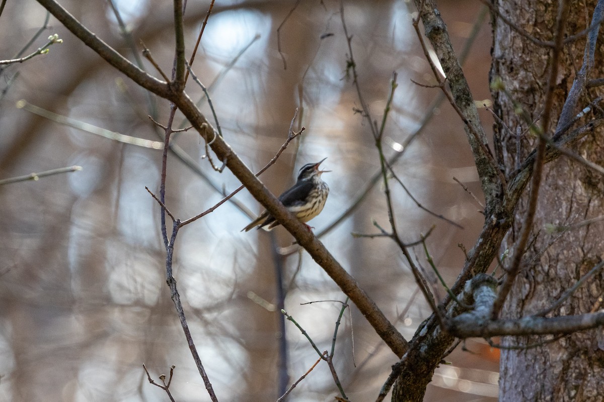 ミナミミズツグミ - ML652668835