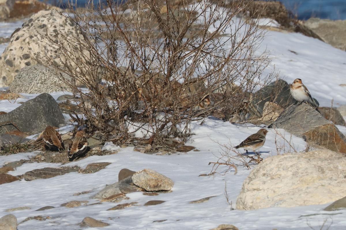 Zigolo delle nevi - ML652668853