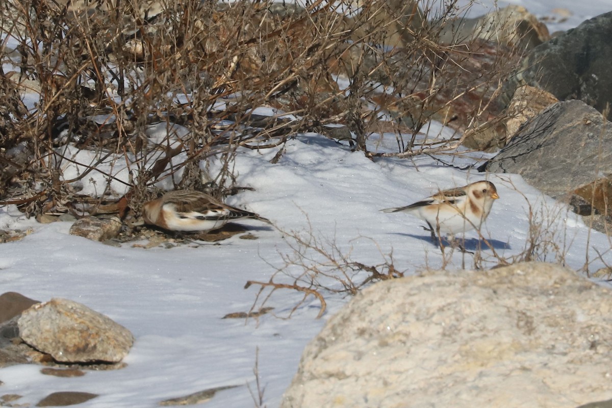 Zigolo delle nevi - ML652668854