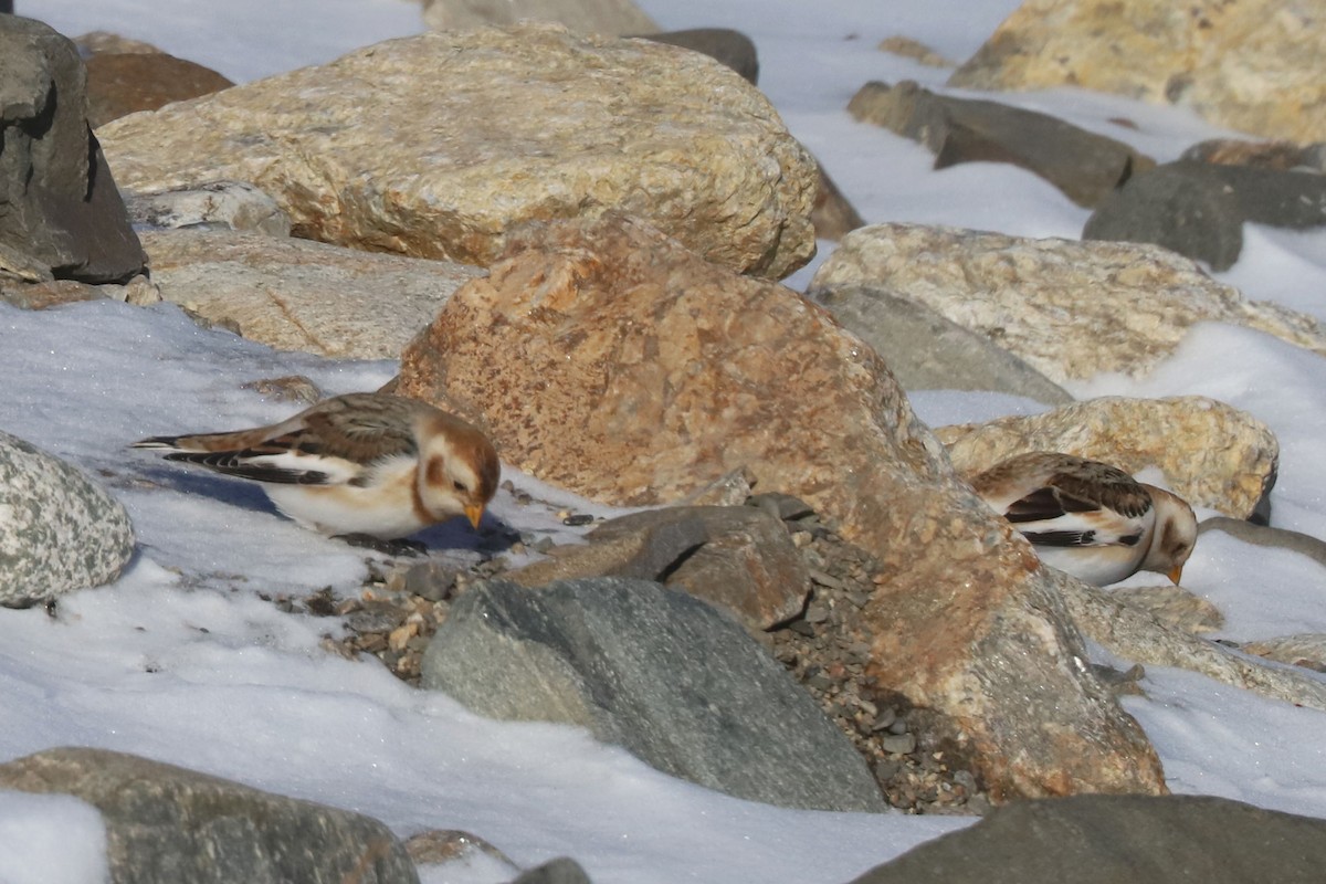 Zigolo delle nevi - ML652668855