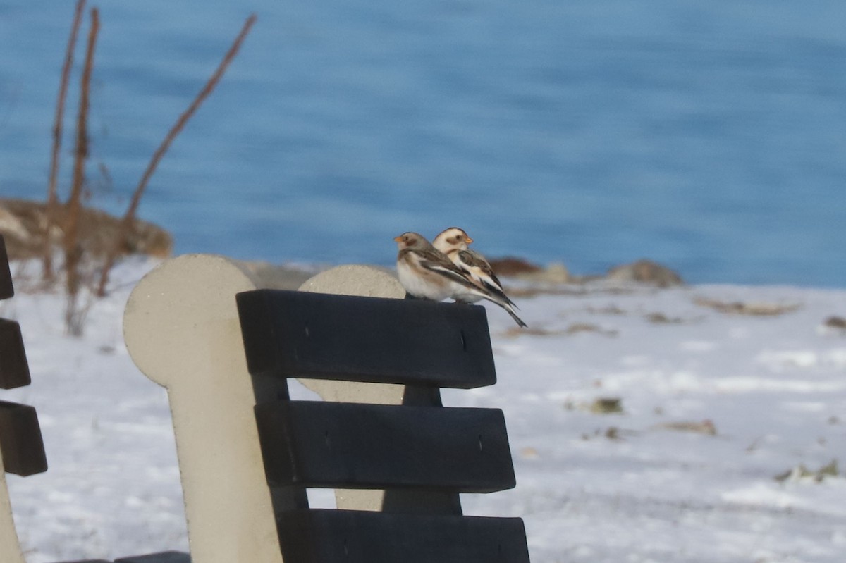 Zigolo delle nevi - ML652668856