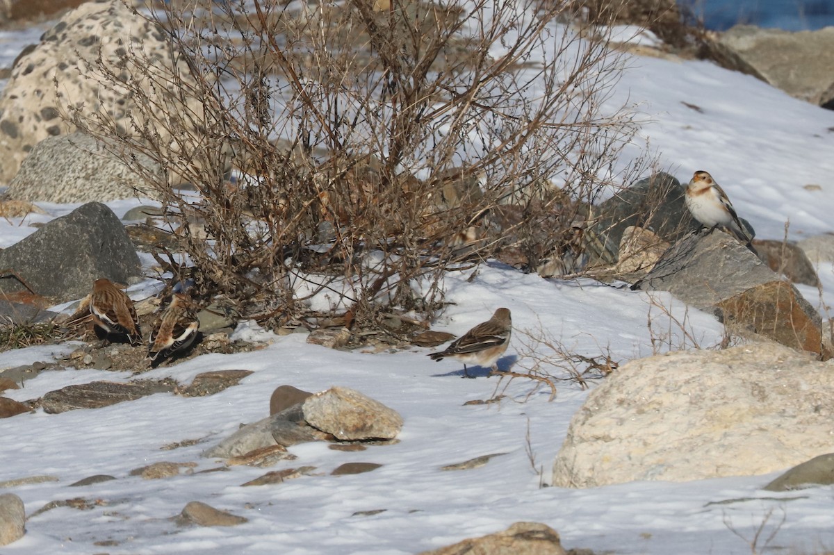 Zigolo delle nevi - ML652668857