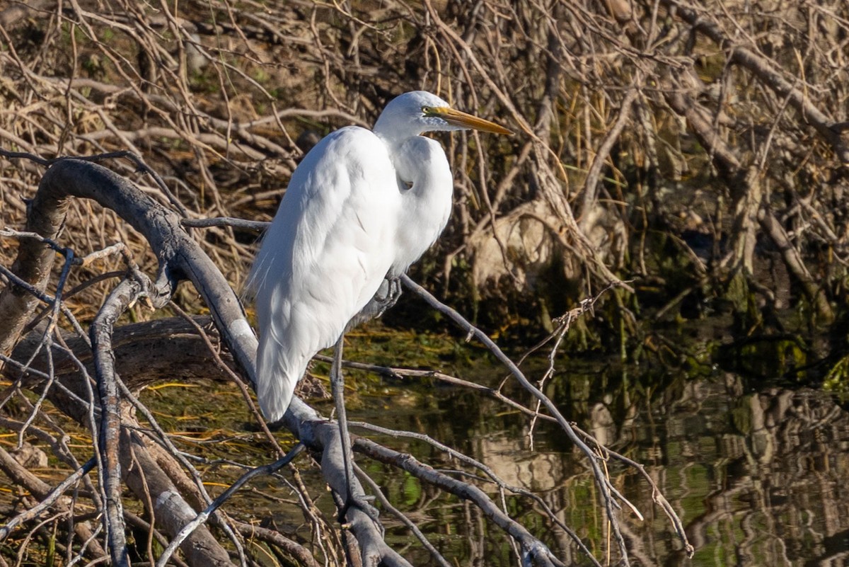 大白鷺 - ML652668879