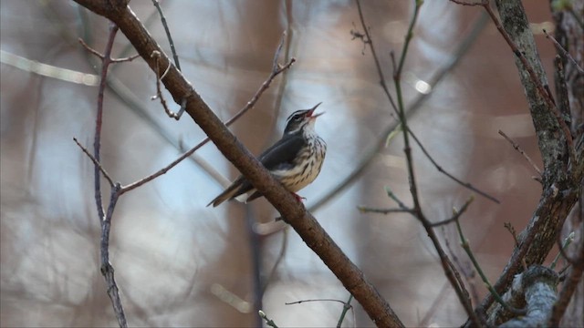 ミナミミズツグミ - ML652668958