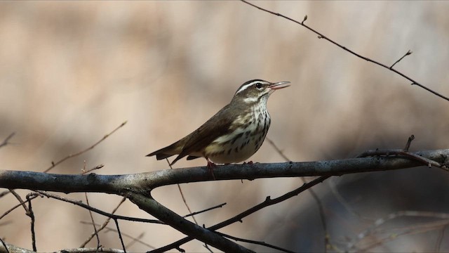 ミナミミズツグミ - ML652668959