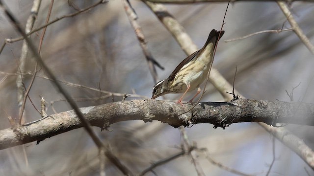 ミナミミズツグミ - ML652668962