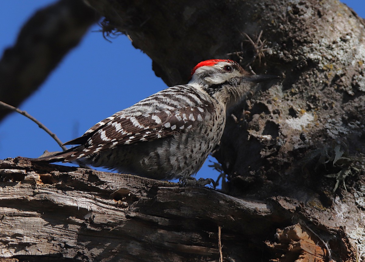 Ladder-backed Woodpecker - ML652669057