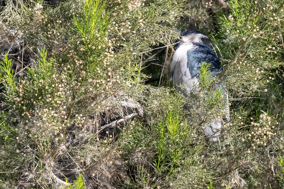 Ногоовор зашин - ML652669197