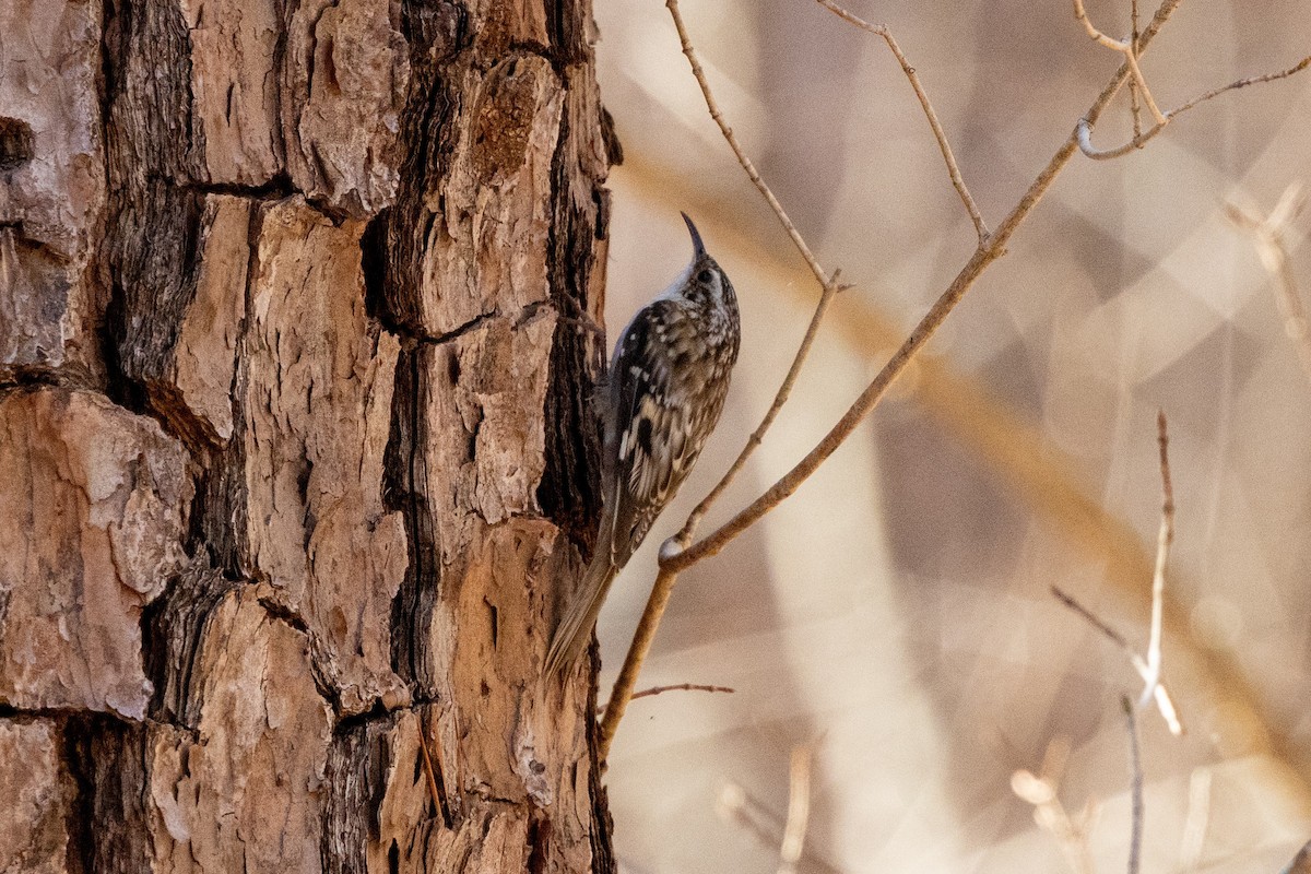 アメリカキバシリ - ML652669293