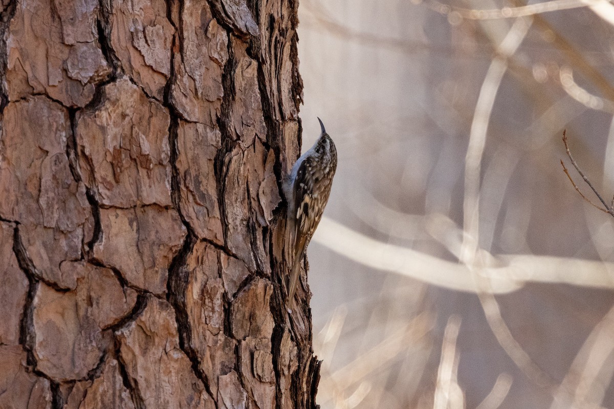 アメリカキバシリ - ML652669294