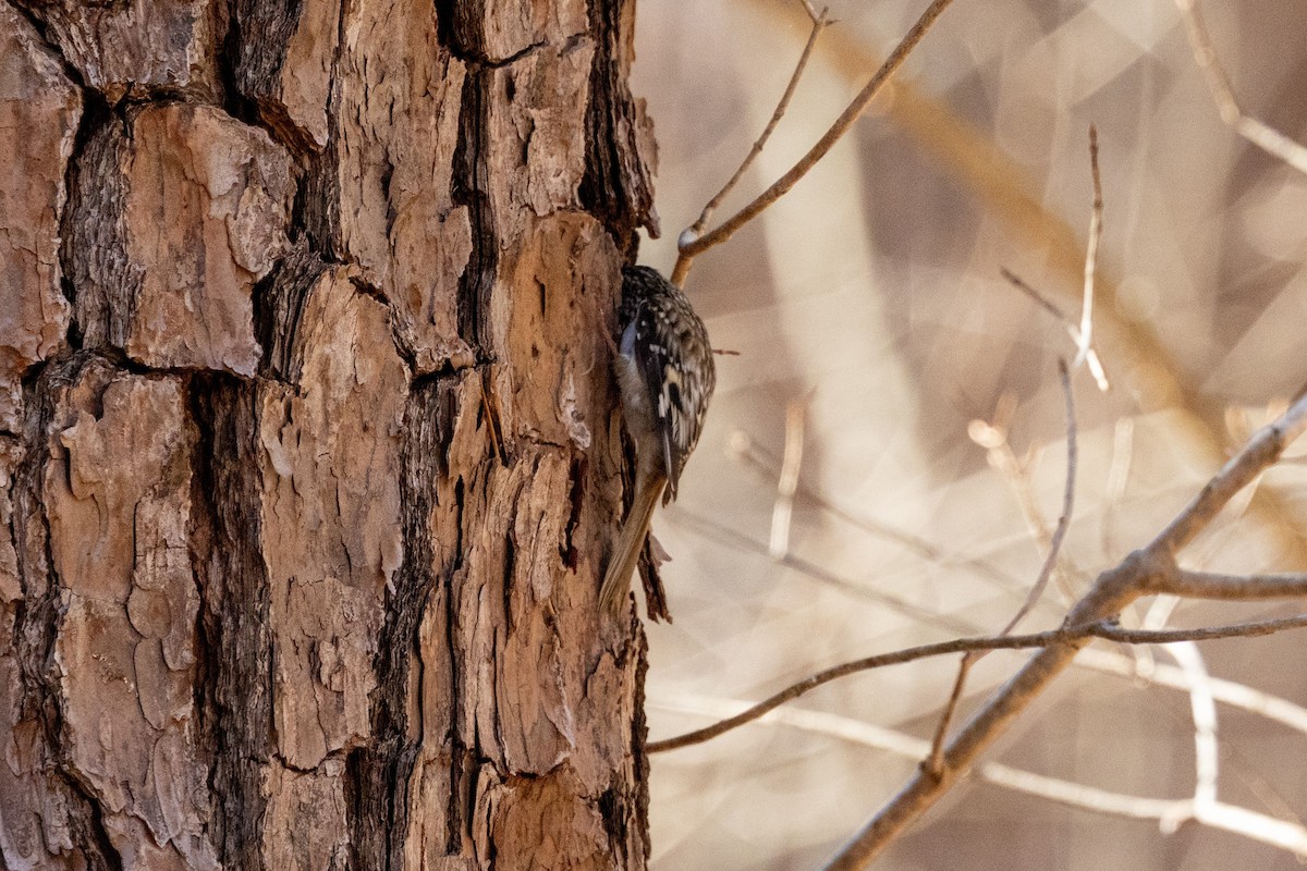 アメリカキバシリ - ML652669295