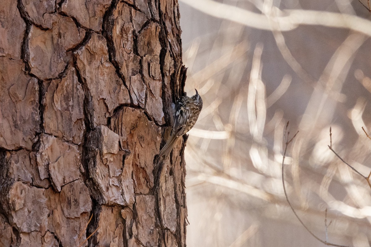 アメリカキバシリ - ML652669296