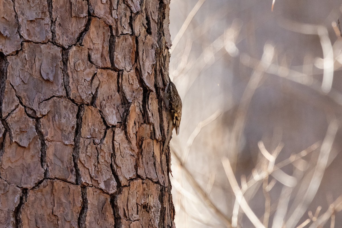アメリカキバシリ - ML652669297