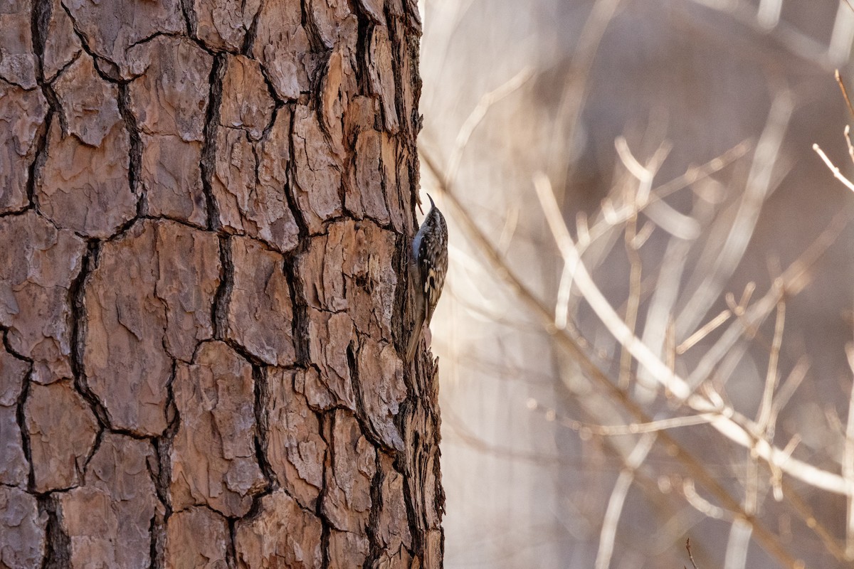 アメリカキバシリ - ML652669298