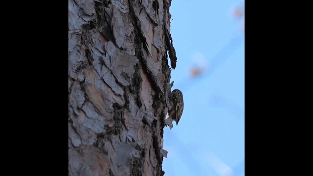 アメリカキバシリ - ML652669428