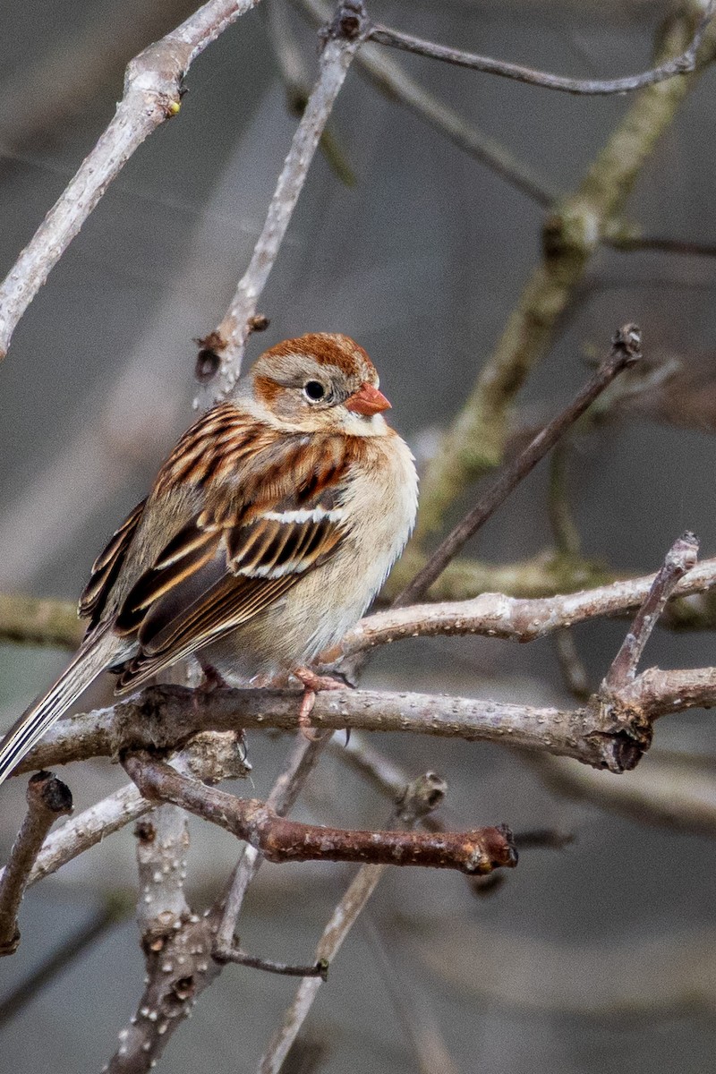 Field Sparrow - ML652669550