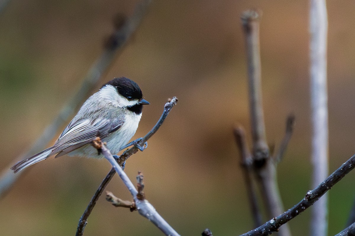 Carolina Chickadee - ML652669562