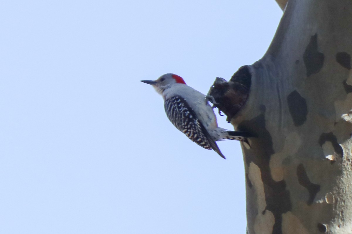 Red-bellied Woodpecker - ML652669587