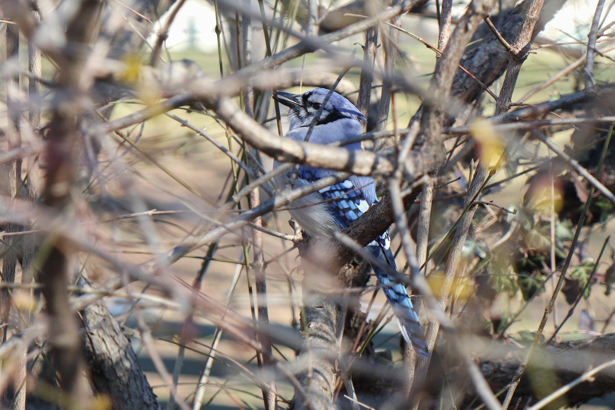 Blue Jay - ML652669599