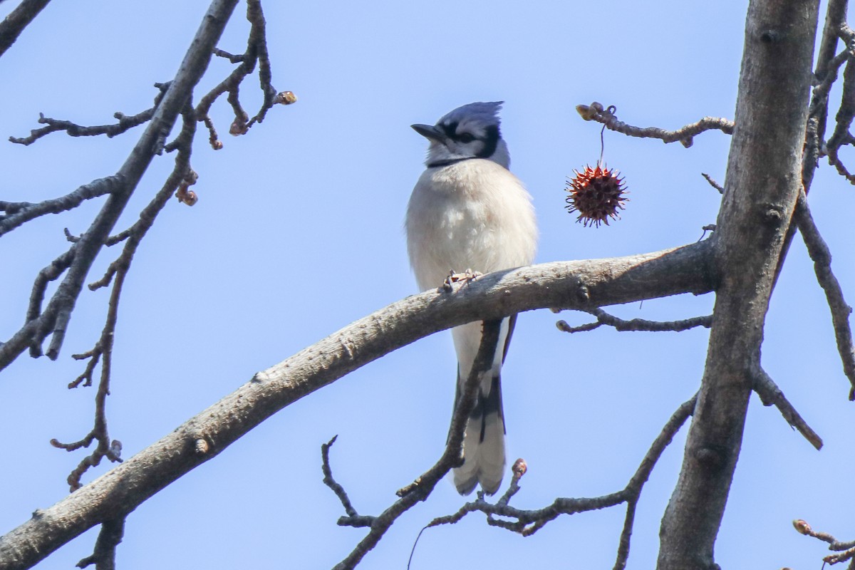 Blue Jay - ML652669605