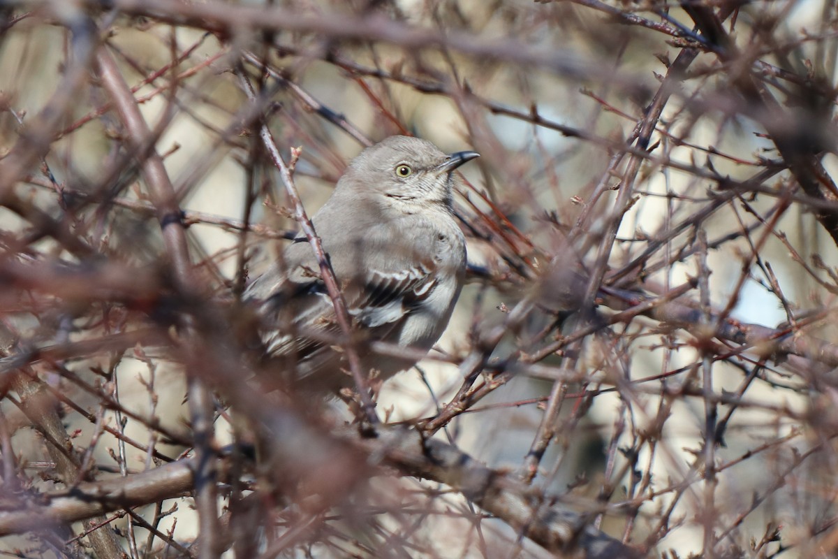 Northern Mockingbird - ML652669615