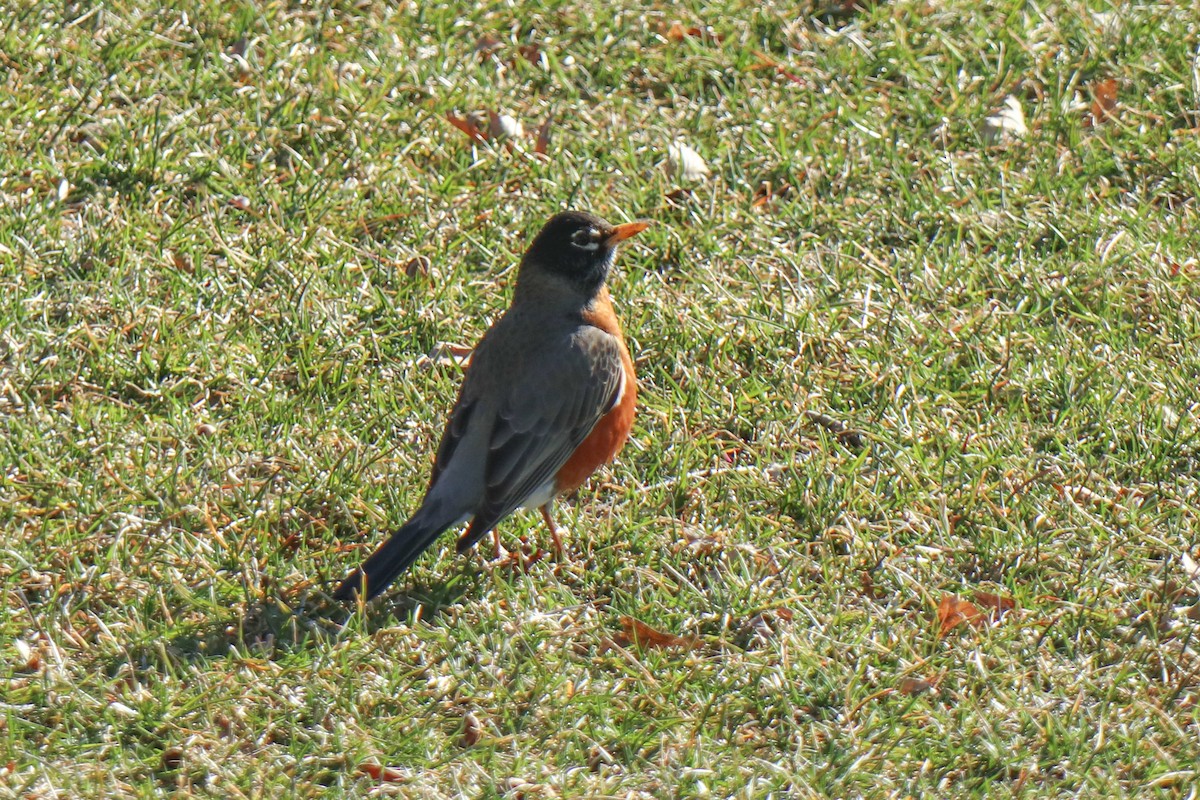 American Robin - ML652669622
