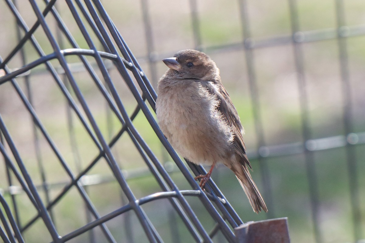 House Sparrow - ML652669646