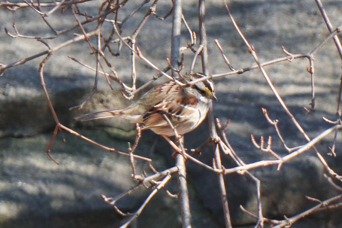 White-throated Sparrow - ML652669656