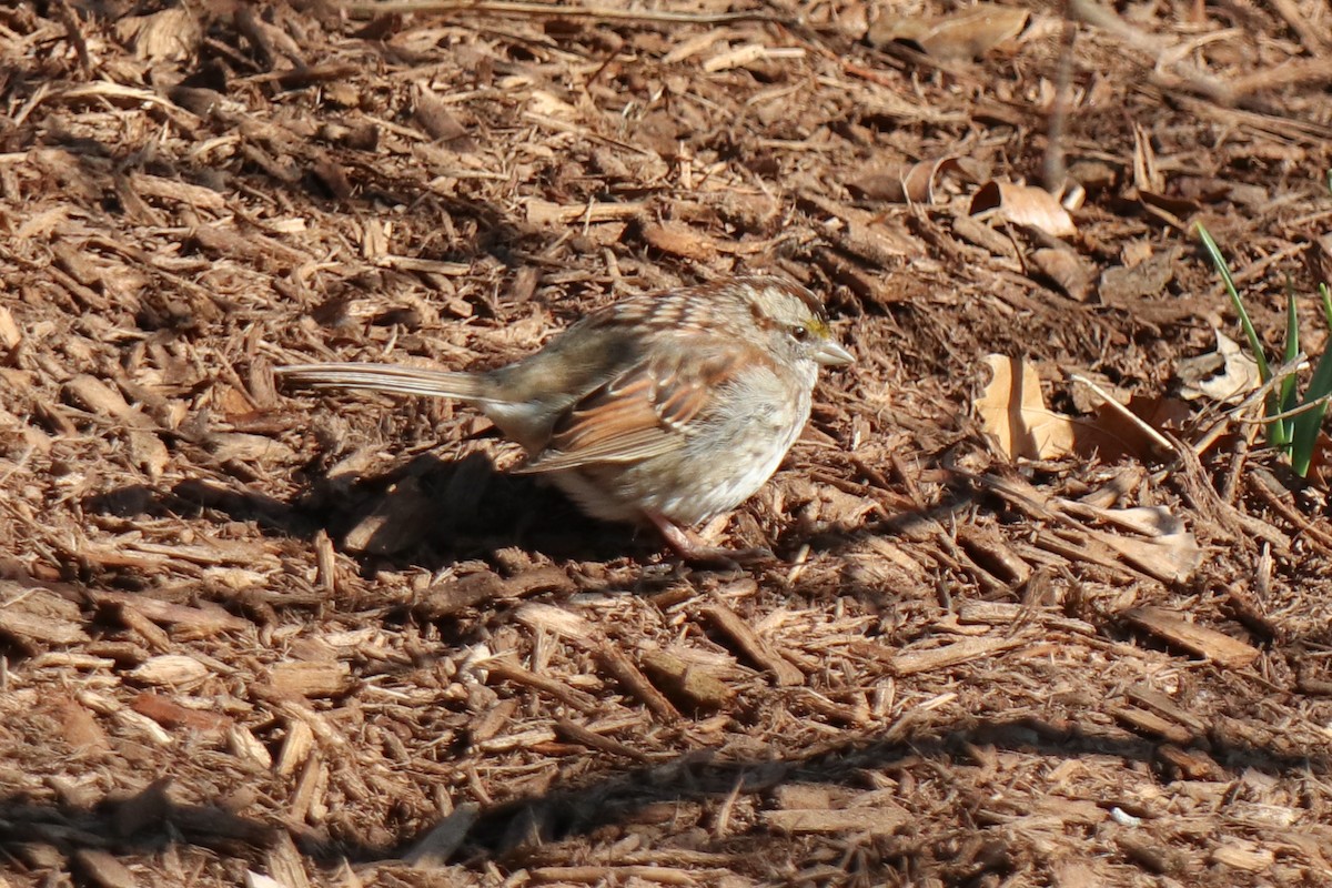 White-throated Sparrow - ML652669657