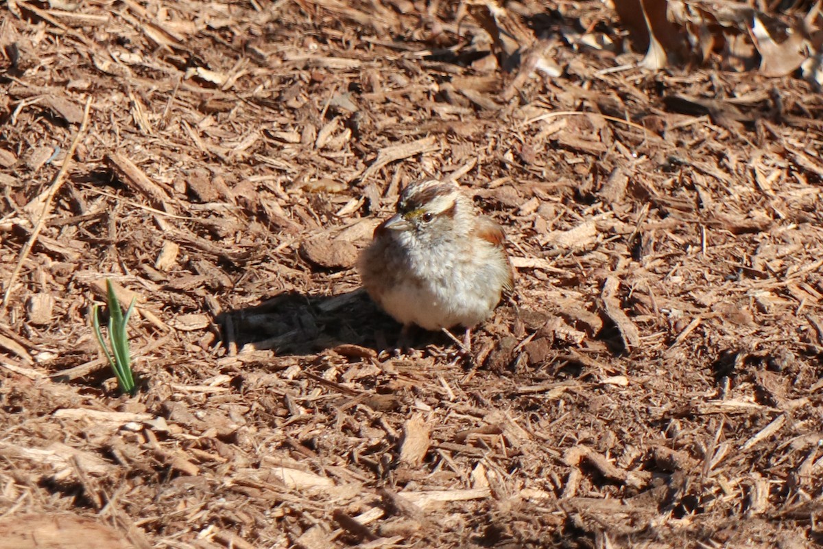 White-throated Sparrow - ML652669658
