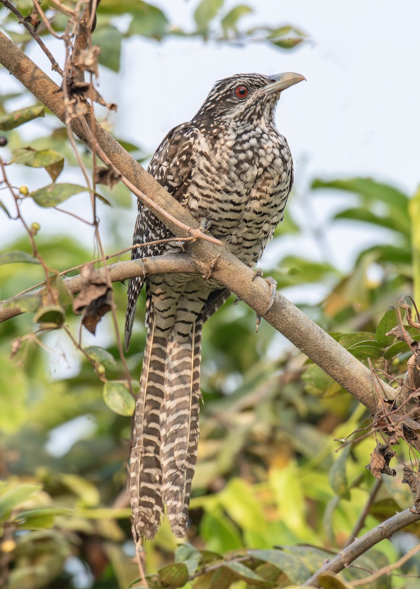 Asienkoel - ML652669711