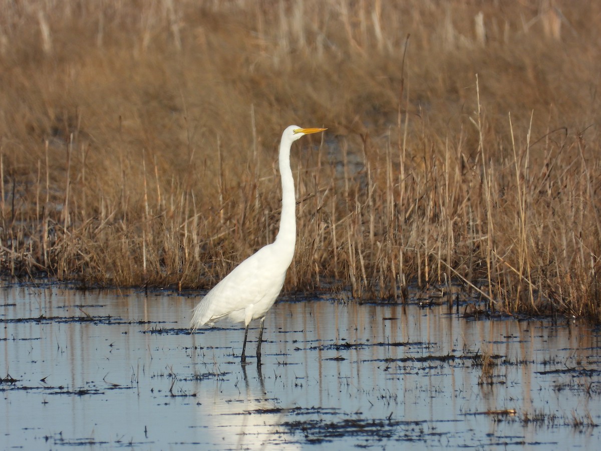 大白鷺 - ML652669772