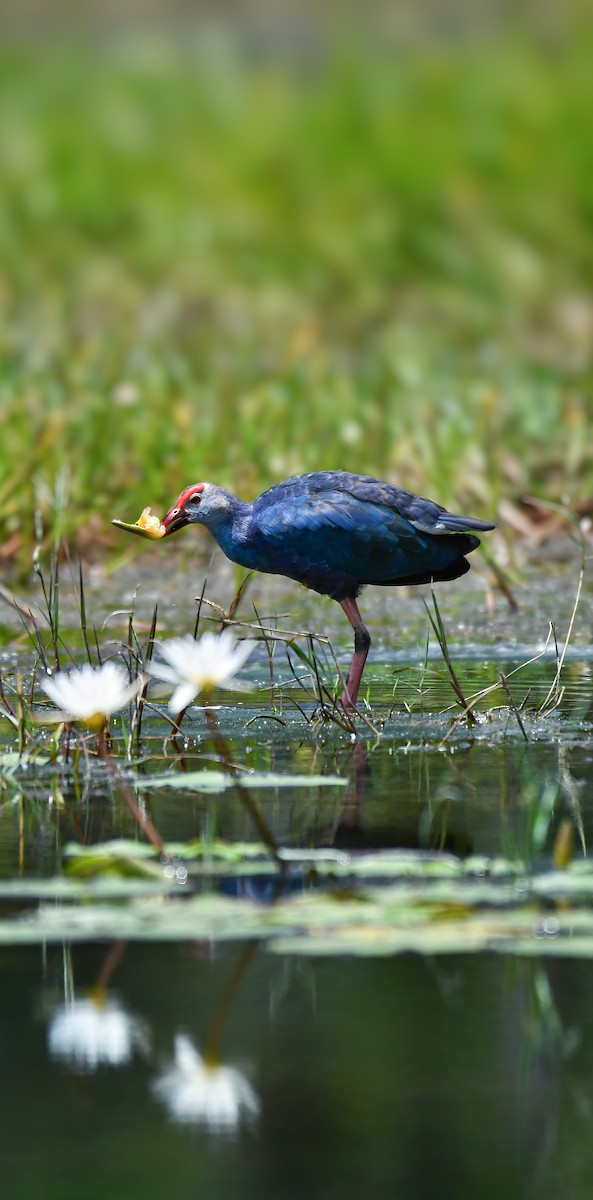 Graukopf-Purpurhuhn - ML652669826