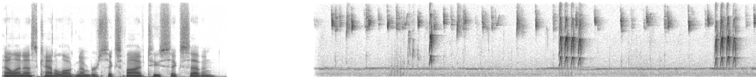 blekkronestifthale (discolor) - ML65267