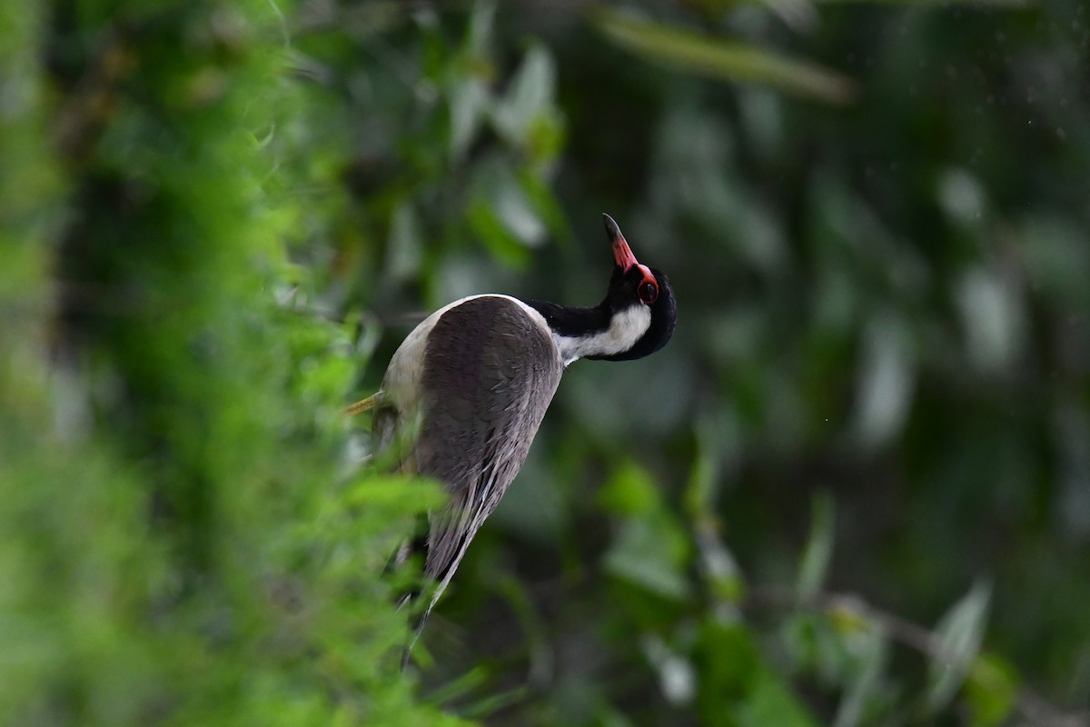 Rotlappenkiebitz - ML652670000