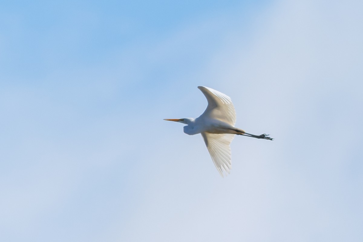 volavka bílá - ML652670033