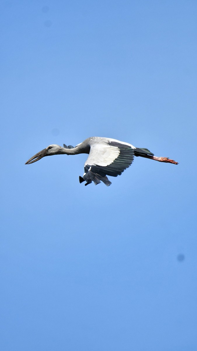 Silberklaffschnabel - ML652670075