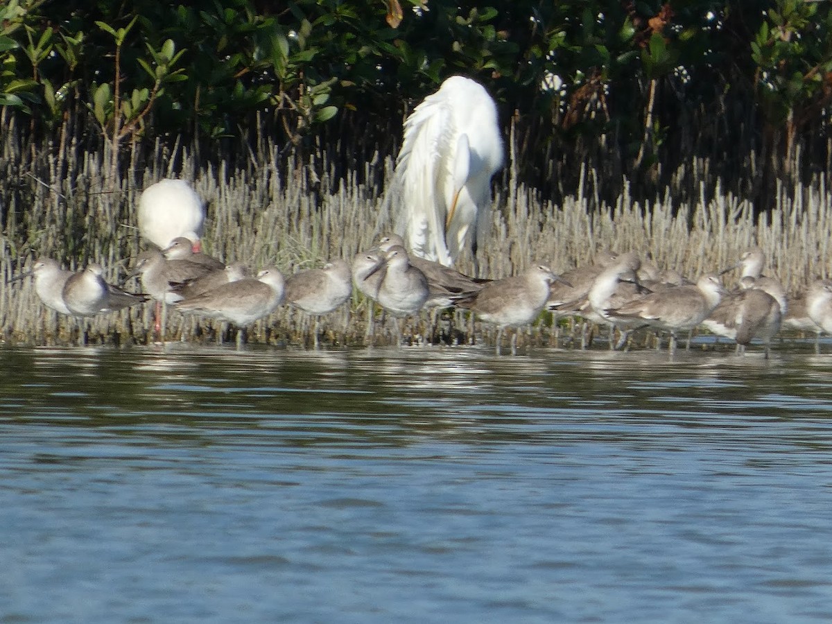 volavka bílá - ML652670078